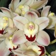Cymbidium Louie’s Pride ‘Dream Girl’