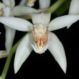 Coelogyne asperata