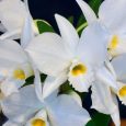 Dendrobium wattii