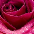 Wet Rose