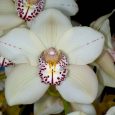 Cymbidium Featherhill Fanfare ‘SanBar Deco’