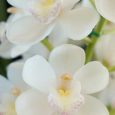 Cymbidium Arkaba ‘Ice Bird’