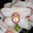 Cymbidium Featherhill Fanfare ‘Yellow Quartz’