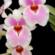 Miltonia Unnamed Hybrid ‘Blush’