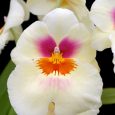 Miltonia Arthur Cobbledick ‘Springtime’