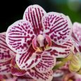 Phalaenopsis Taida King’s Caroline ‘Taida’