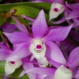 Dendrobium hercoglossum