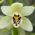 Cymbidium Gladys Whitesell ‘Epigarden’