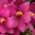 Dendrobium laevifolium ‘Sam’s Choice’