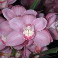 Cymbidium Shellpearl ‘Pamasse’