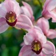 Cymbidium Christmas Radiance ‘RWC’