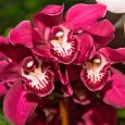 Atlanta Botanical Garden: Fuqua Orchid Center — orchid — UID