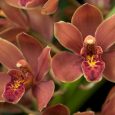 Cymbidium Lambert Day ‘Tangerine Glaze’