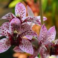 Cymbidium Lotza Spotz ‘Rome’
