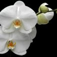 Phalaenopsis Cultivar