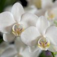 Phalaenopsis amabilis 4N