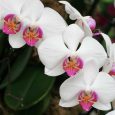 White Phalaenopsis orchid 2