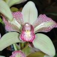 Cymbidium Isle ‘Flamingo’