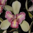 Cymbidium Isle Flamingo