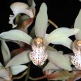 Cymbidium Tiger Tail ‘Green’