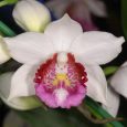 Phaius humboldtii ‘Waterfield’