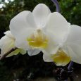 Phalaenopsis