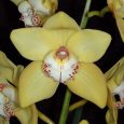 Cymbidium Ambar Tranquila ‘Cinnabar’