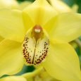 Cymbidium Tower of Gold
