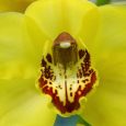 Cymbidium Tower of Gold