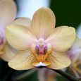 Phalaenopsis Leyte Gold Orchidaceae