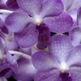 Vascostylis Thai Blue Boy