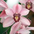 Orchids — Cymbidium Diana Falk — Orchidaceae