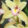 Cymbidium Evening Star ‘Pastel Princess’ — Orchidaceae