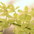 Grammatophyllum scriptum v. citrinum