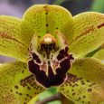 Cymbidium Crown of Creation