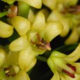Dendrobium luzonense