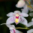 Koellensteinia graminea
