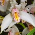 Cymbidium Frosty Jack ‘The Snowman’