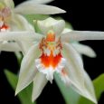Coelogyne cultivar