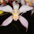 Cymbidium insigne