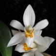Coelogyne corymbosa