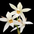 Coelogyne corymbosa