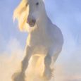white horse run gallop in winter